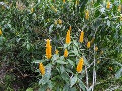 Pachystachys lutea