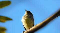 Serpophaga
