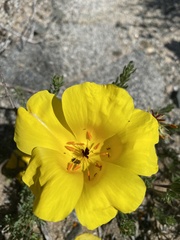 Balbisia peduncularis