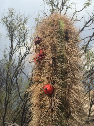 senita cactus