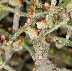 Eriogonum nidularium