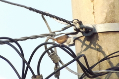 Troglodytes aedon