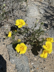 Balbisia peduncularis