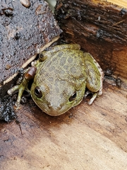 Hyla gratiosa