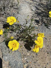 Balbisia peduncularis