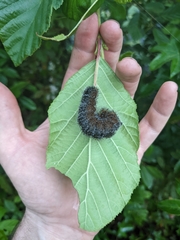Acronicta hastulifera