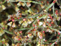 Eriogonum nidularium