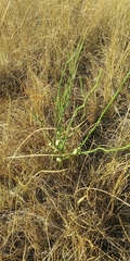 Antistrophus pisum