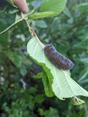 Acronicta hastulifera