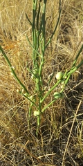 Antistrophus pisum