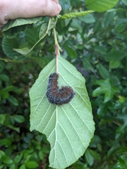 Acronicta hastulifera