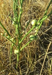 Antistrophus pisum