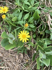Senecio pinnatifolius