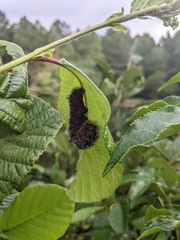 Acronicta hastulifera