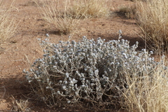 Sclerolaena cornishiana