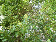 Ligustrum