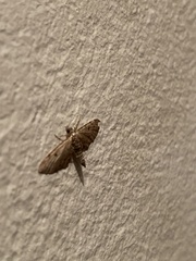 Eupithecia absinthiata