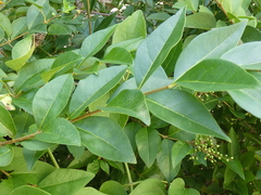 Ligustrum