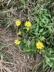 Senecio pinnatifolius