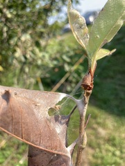Asopinae
