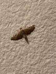 Eupithecia absinthiata