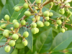 Ligustrum