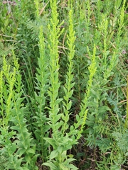 Solidago
