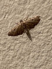 Eupithecia absinthiata