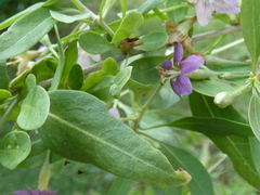 Lycium barbarum