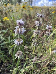 Monarda