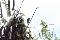 Spinus magellanicus