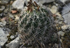 Coryphantha sulcata