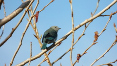 Thraupis sayaca