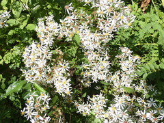 Eurybia divaricata