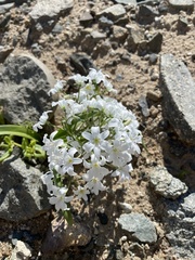 Zephyra compacta
