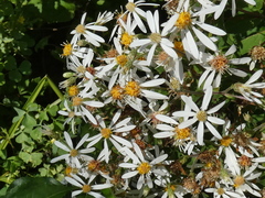 Eurybia divaricata