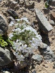 Zephyra compacta