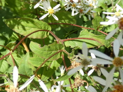 Eurybia divaricata