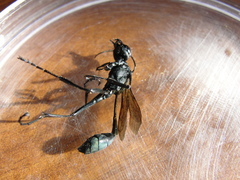 Eremnophila aureonotata