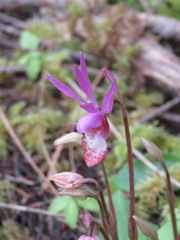 Calypso bulbosa occidentalis