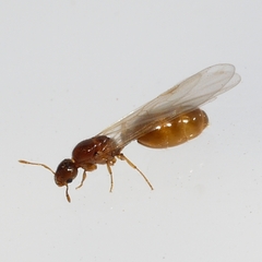 Solenopsis molesta