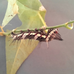 Dryas iulia alcionea