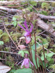 Calypso bulbosa occidentalis