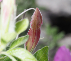 Ruellia hirsutoglandulosa
