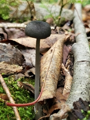 Cyanula