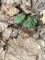 Pyrola americana
