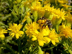 Callandrena