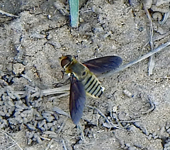 Poecilanthrax lucifer