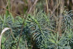 Euphorbia cyparissias