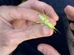 Neoconocephalus ensiger